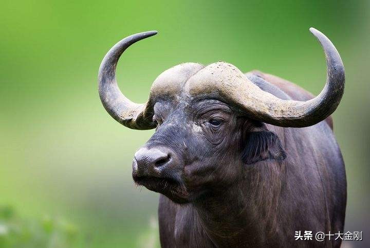 10大世界上最致命的生物！第一太可怕