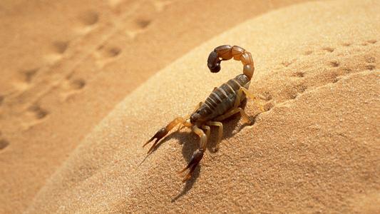 世界上最大的蝎子世界十大毒蝎王排名按照致死率最高杀人最多