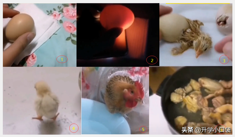 女大学生宿舍养鸡，从鸡蛋变鸡肉，是“馋人”还是“残忍”？