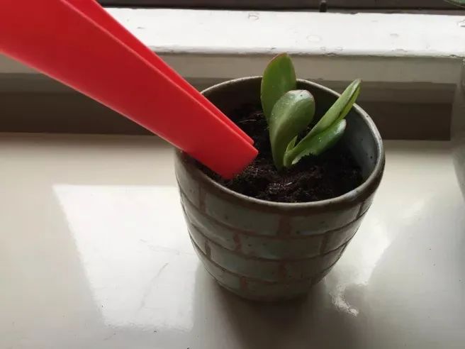 轻松繁殖多肉植物的三种方法,不要觉得养多肉有多难