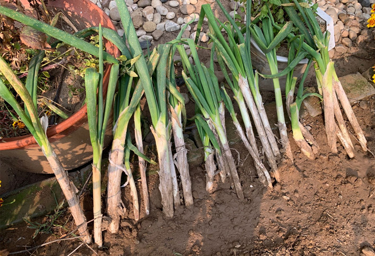 才知道,保存大葱一点也不难,不烂不空心,冬天随吃随取,特省事
