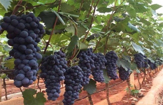 夏黑葡萄利尿消肿，养颜美容，果农掌握种植要点，收获高产葡萄