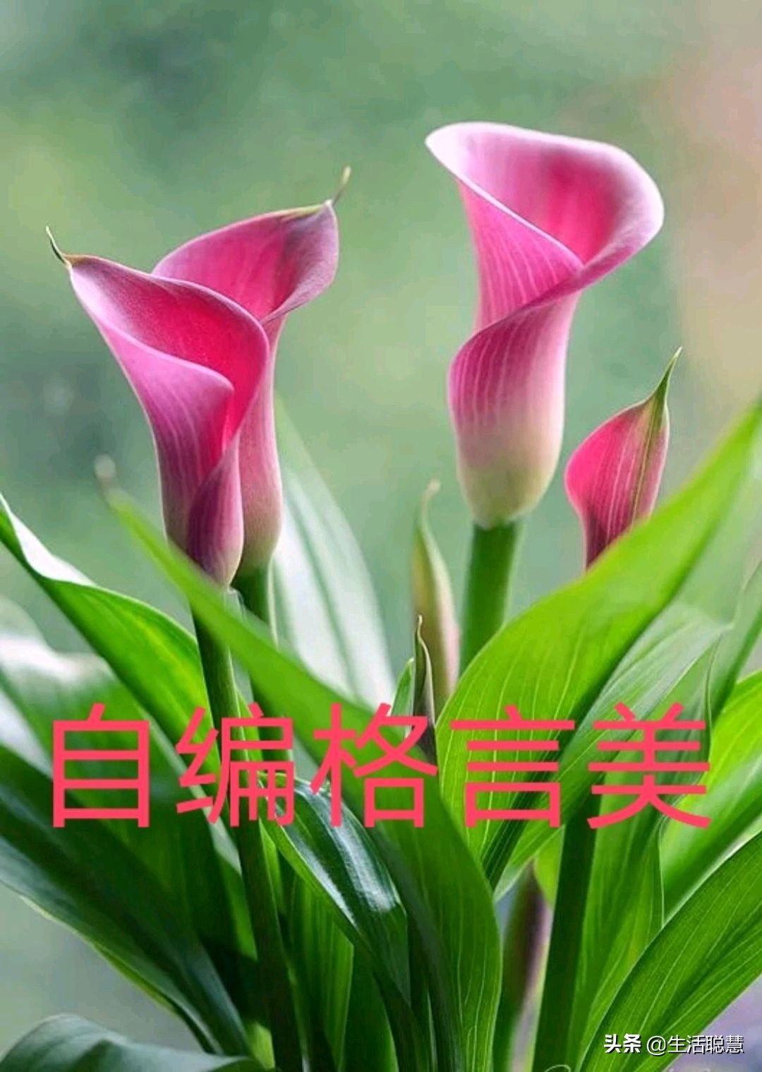 岁月如酒愈久弥香，笑叹自己已步入“资深”行列。