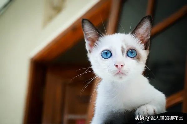 猫吃虾的好处和坏处（详解猫吃虾的利弊端）