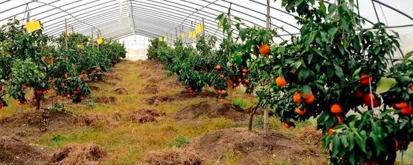 红美人柑橘种植技术与管理（红美人柑橘的优质栽培）