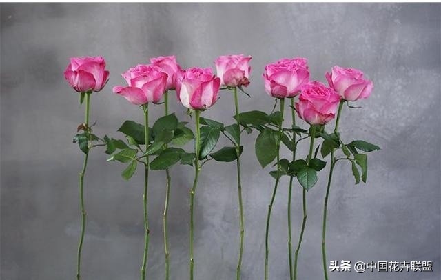 玫瑰花长什么样（26种常见玫瑰花品种集合）