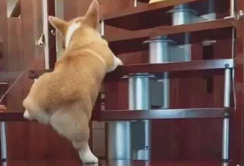 想养柯基犬？先了解清楚了，再养也不迟