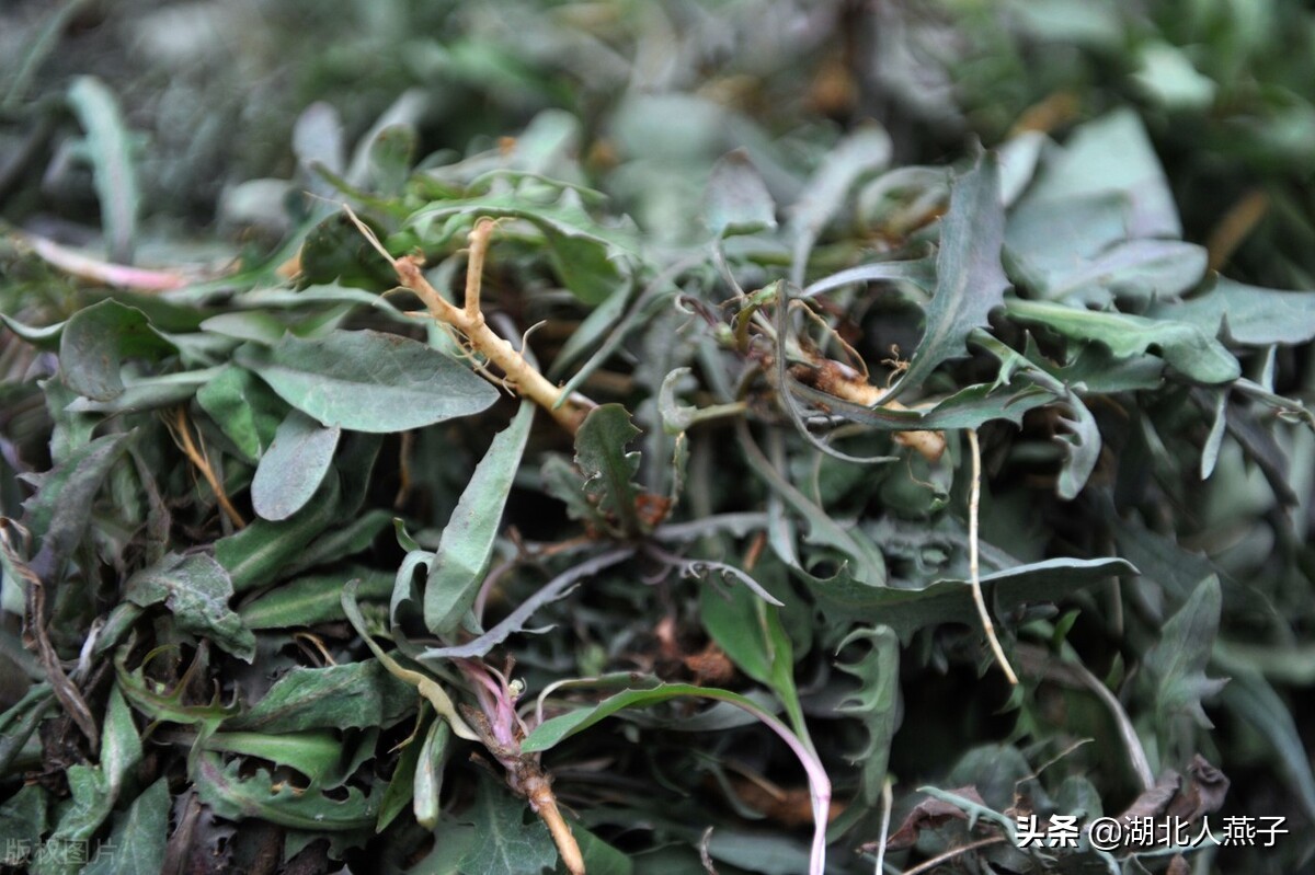 农村能吃的野菜100种大全(教你认识100种野菜和吃法)