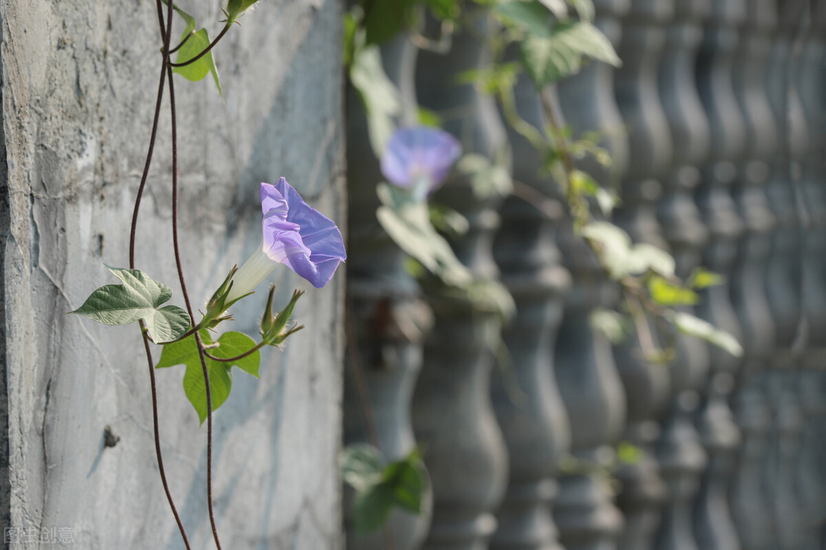 那清晨绽放的牵牛花瓣