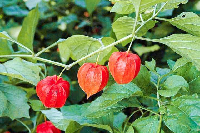 珍珠果功效与作用-我的快乐小窝