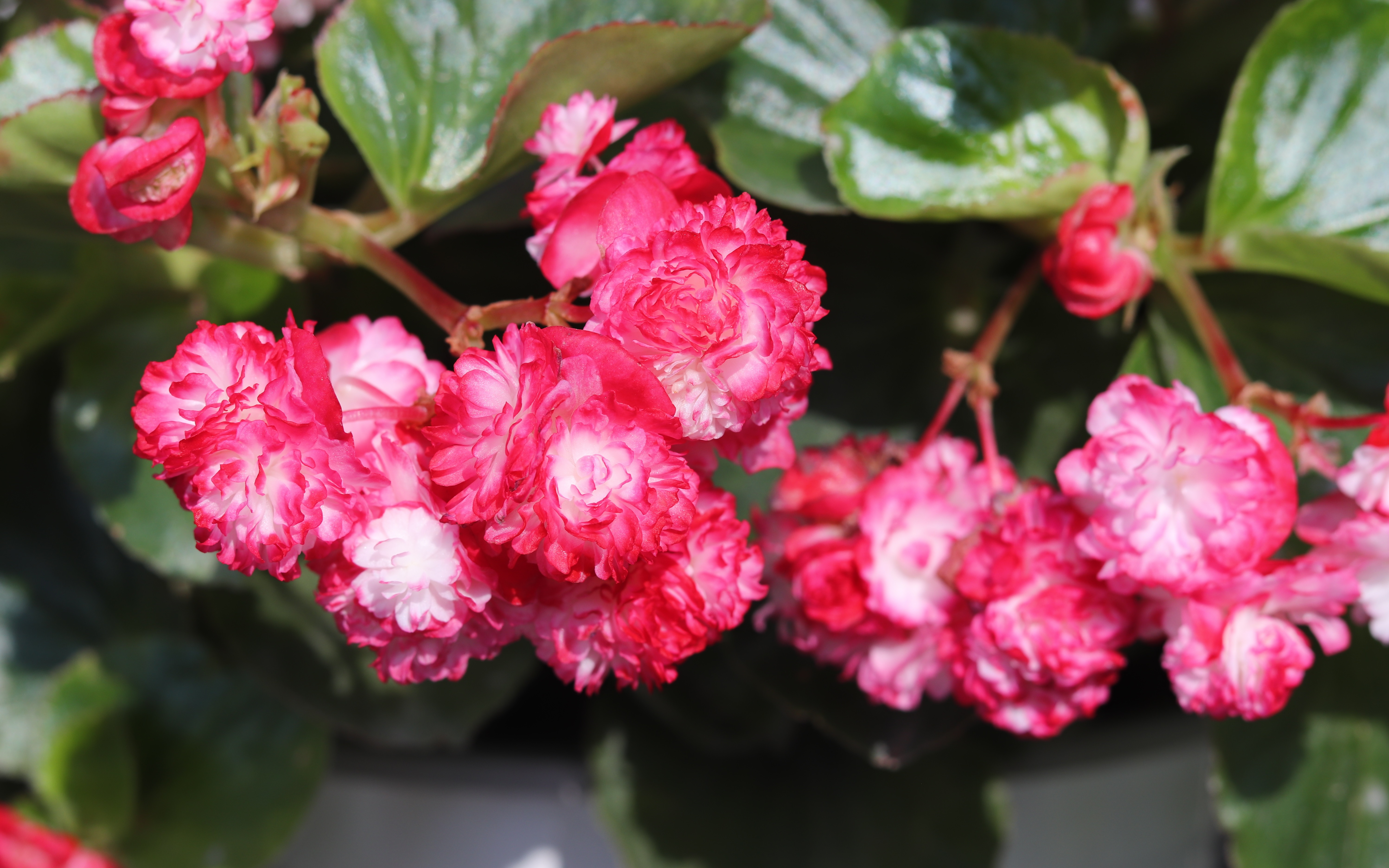 适合新手养的花—玻璃球,很容易打理,四季都有花看,室内也能养