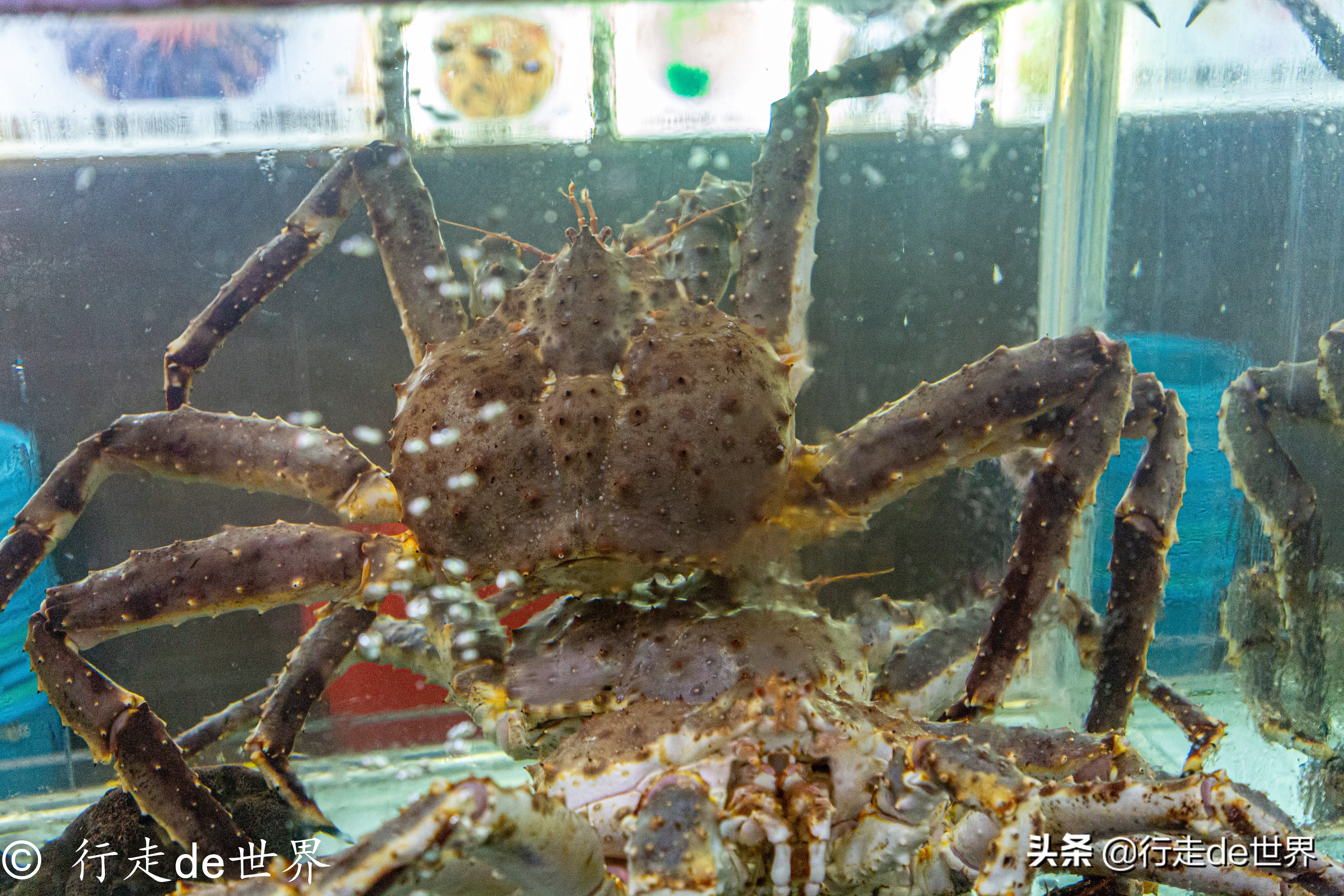国庆假期相聚顺德，一次性打卡六家餐厅，品味地道顺德味道