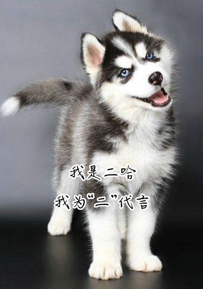 世界十大温顺友善犬种推荐