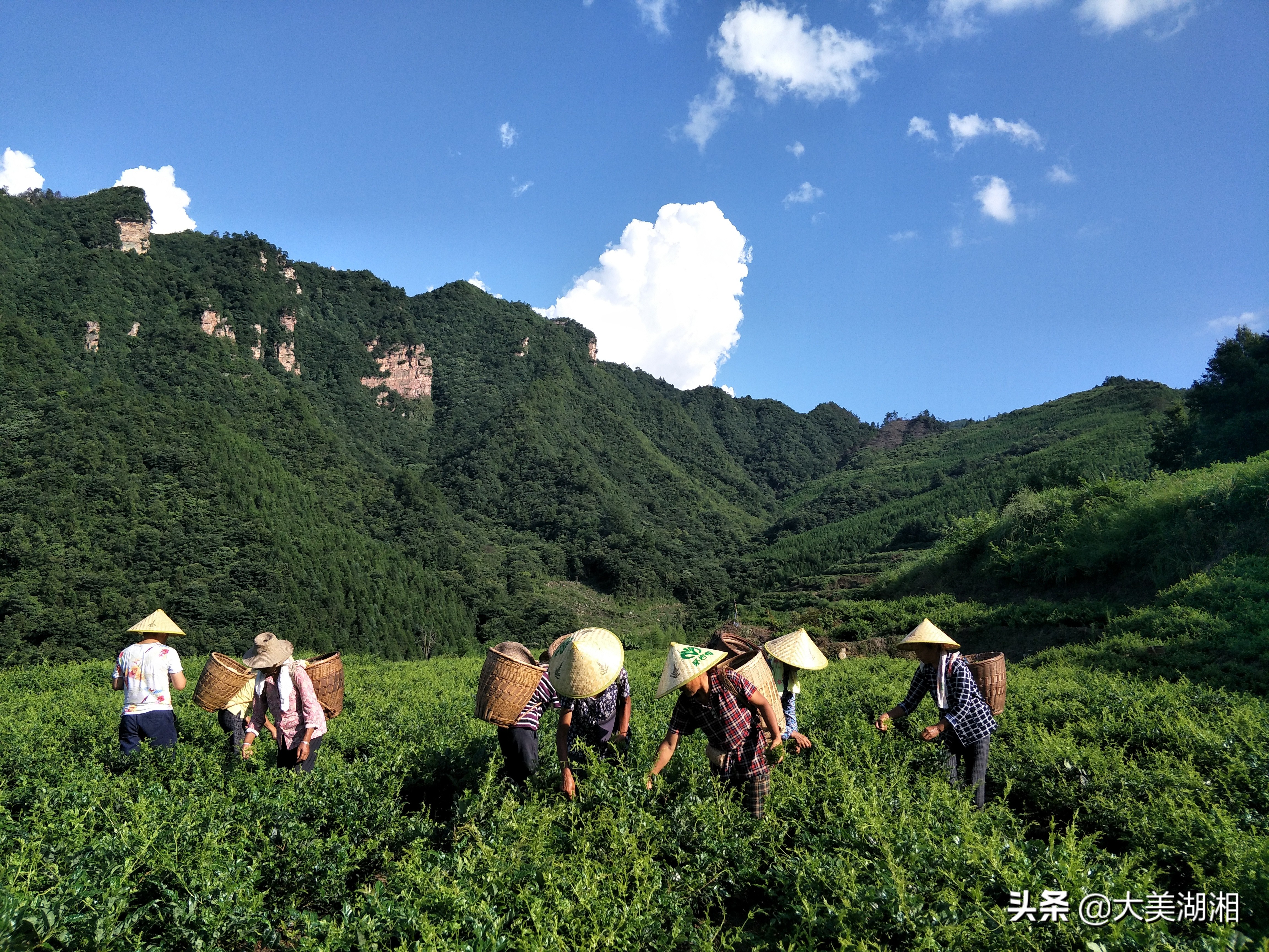 周芦屾：张家界莓茶产业发展的思考