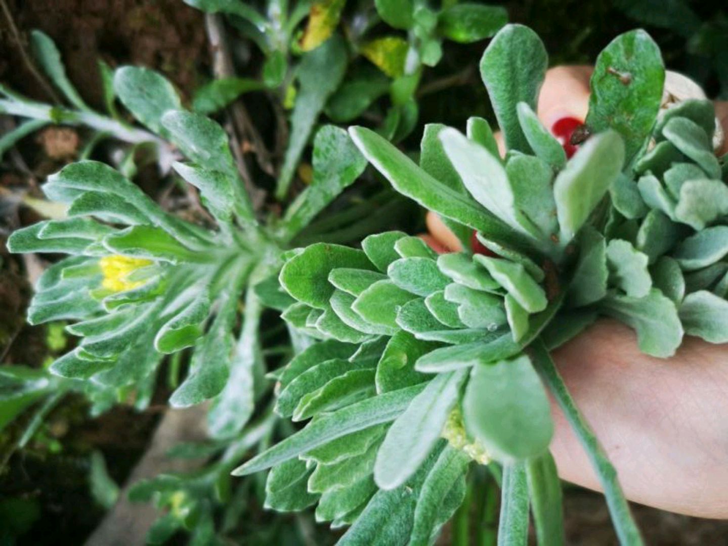 野菜大全图片及名称（图文讲解38种常见的野菜）