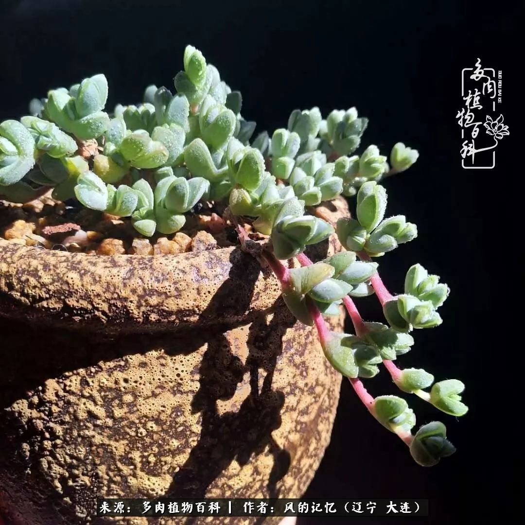 与多肉同行 岁月清浅 有你就好 天天看点