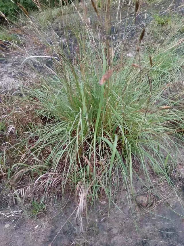 割蓑草（童年记忆）