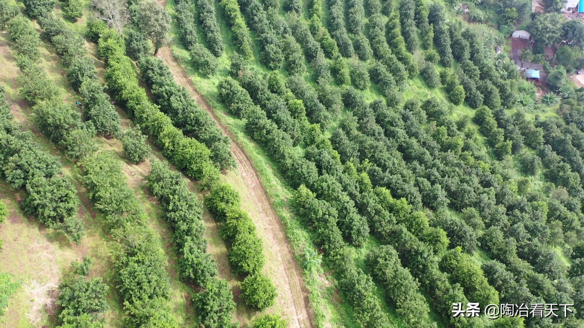 云南夏威夷果种植面积世界第一,1亿果树加入天猫云上茶马古道