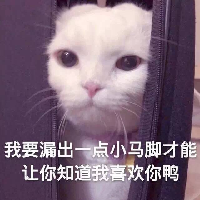 猫咪表情包我这个小可爱你什么时候领我回家呀