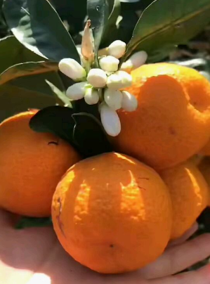 盆栽柑橘想結果 隻需5個步驟 養好了就能結出 金元寶 天天看點