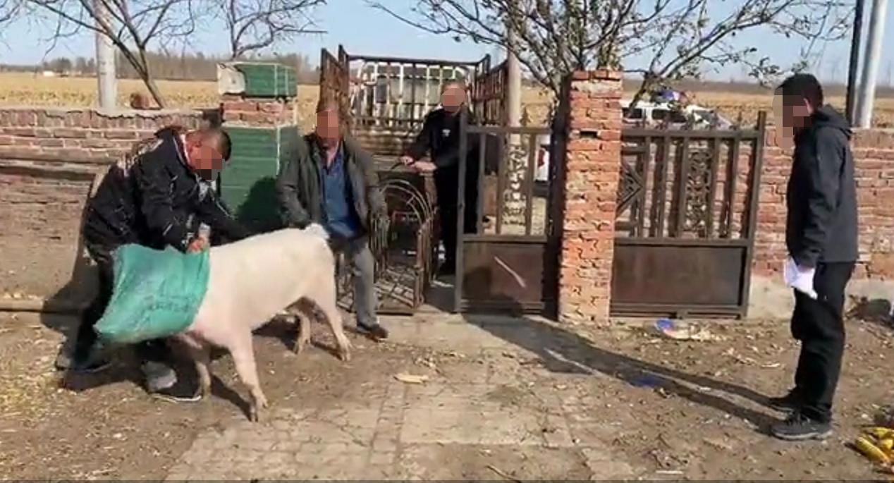 吉林3农民加油站“捡”头母猪被判缓刑，当事人：饲养期间一直等失主出现，没想到会犯盗窃罪