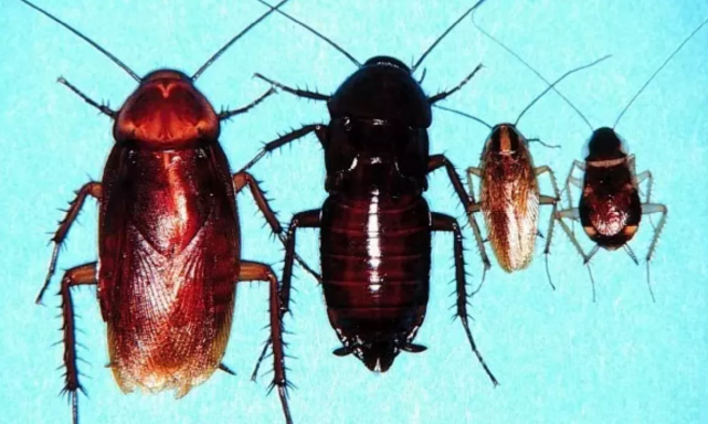 这个外来物种,你了解吗?