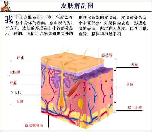 「转载」史上最全的人体（组织器官）全图