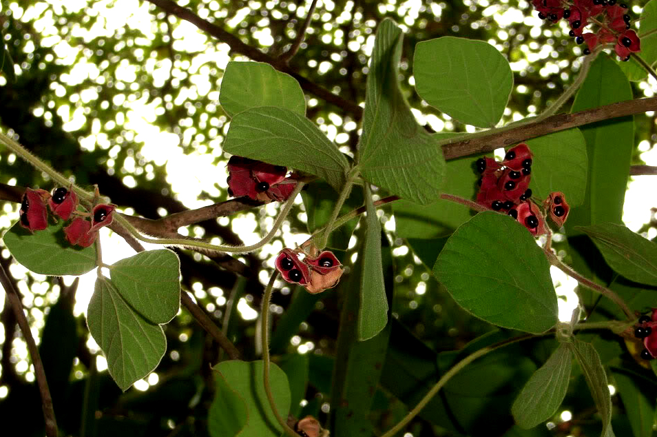 汉字说:"呦呦鹿鸣,食野之芩"里的"芩"是什么植物