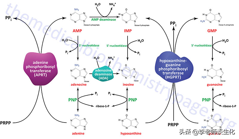 嘌呤核苷酸的合成代谢 嘌呤核苷酸的合成代谢包括哪些途径?