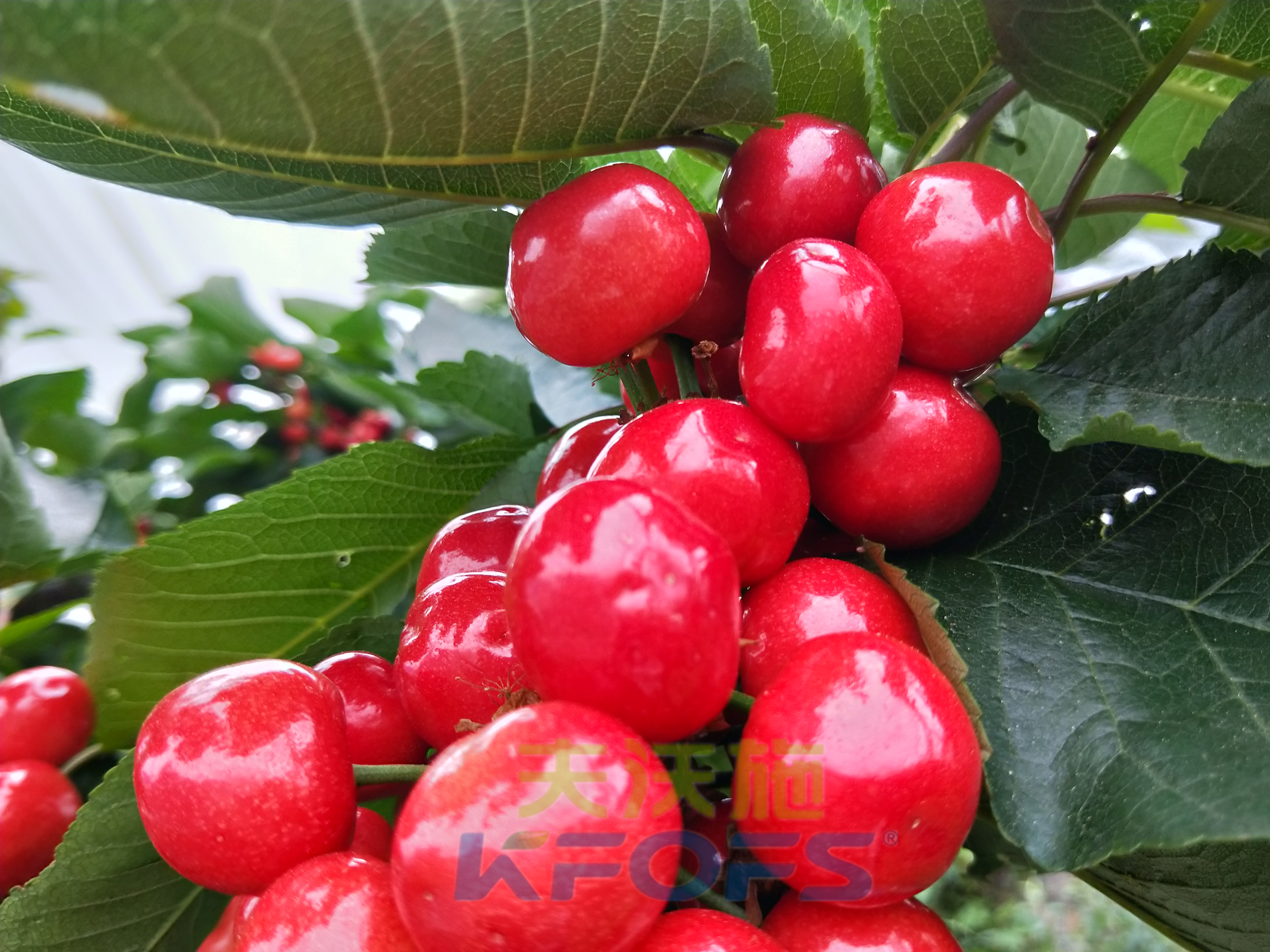 大櫻桃保花保果，哪家水溶肥好？