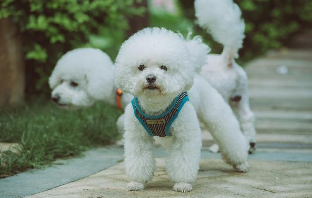 当一只比熊爱上你,看向你的眼神是这样的