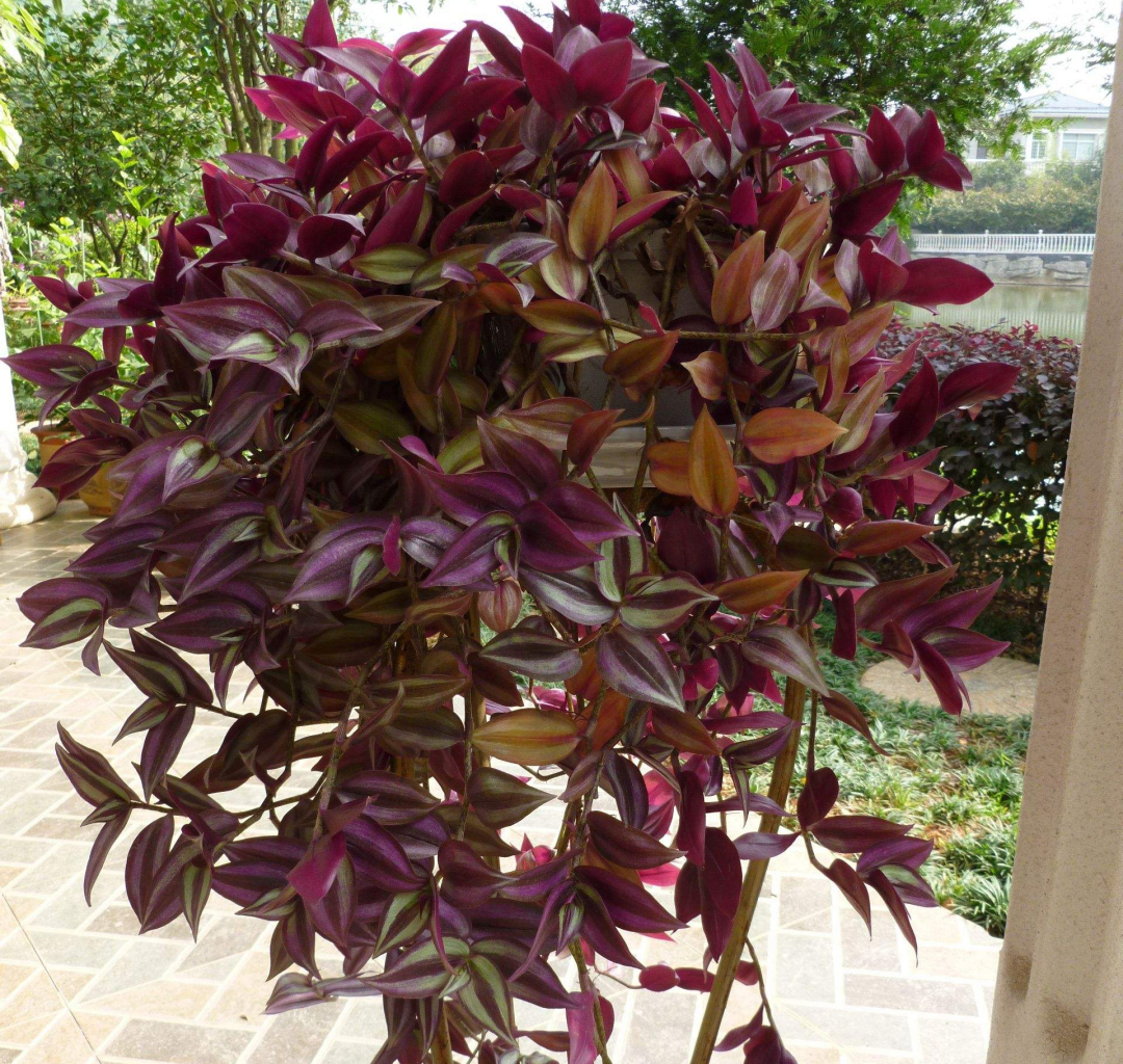 吊竹梅扦插视频(紫叶吊竹梅扦插方法)-花卉知识网