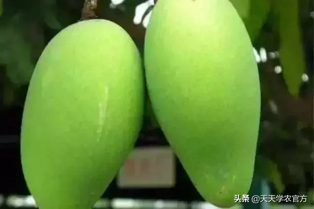 快收藏！18种热门芒果品种最全介绍，包你1次看个够