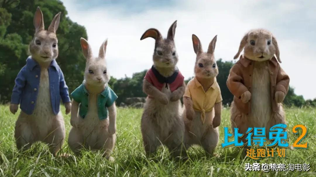 没想到，这个假期的欢乐竟是几只兔子给的