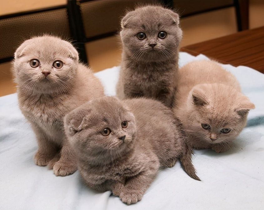 短毛猫品种(2021年，最热门的10种猫，你养了哪一只？)