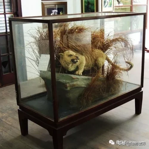 桑给巴尔豹图片（已经灭绝的非洲豹桑给巴尔豹百科）