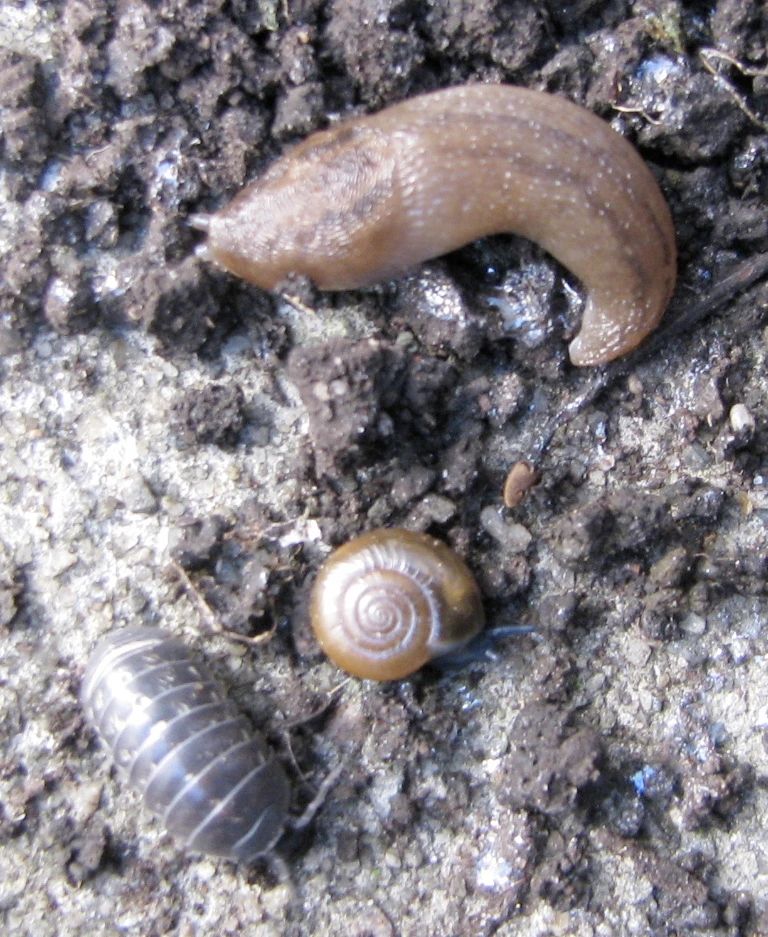 阴雨天植物花卉上爬满了鼻涕虫,我是用药清除,还是撒盐好呢?