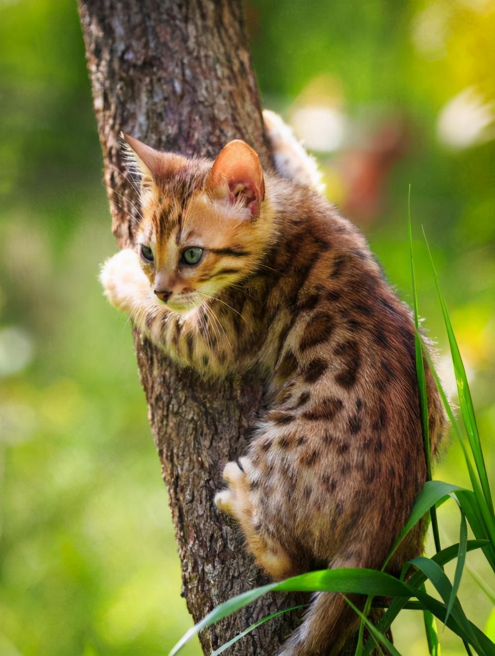 江苏一豹猫咬死几十只家禽！为保护动物，该怎么办？损失谁来赔？