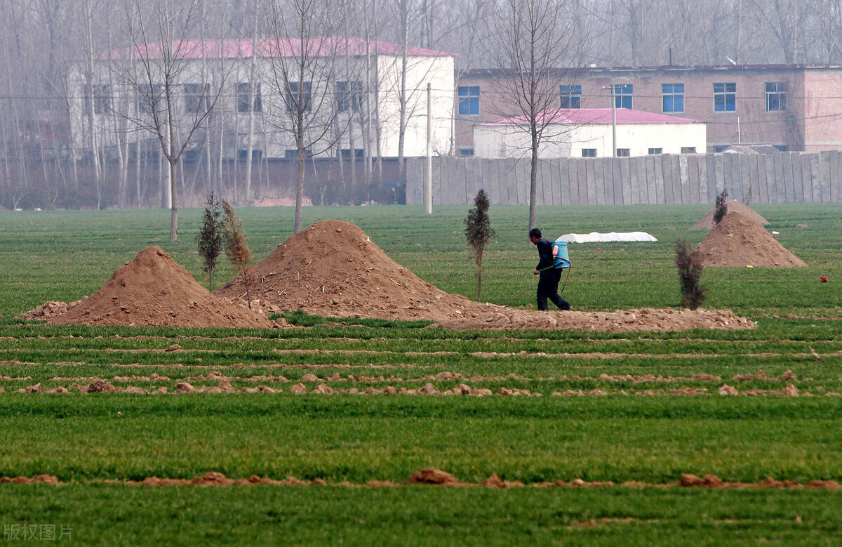 农村俗语"坟头塌陷少子孙,坟头有草家生金",生草到底好不好?