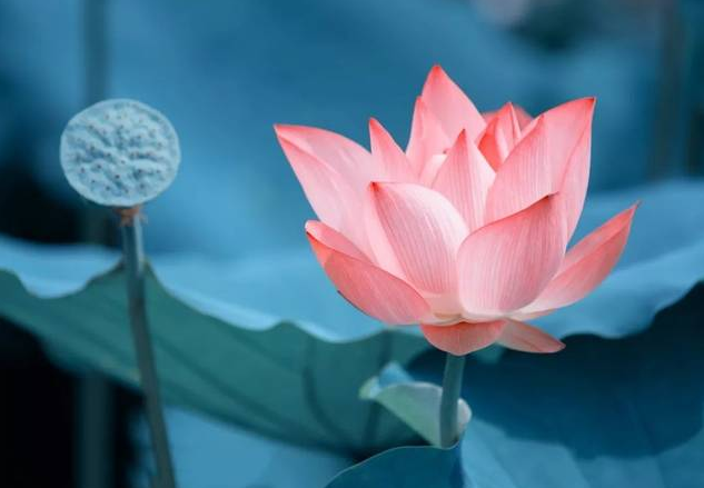 南北东西总是禅，十二首有关禅心的诗词，看古诗词里的禅意