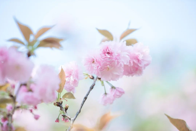 准备工作就绪，还有美景相伴，西南政法大学，静待君归！