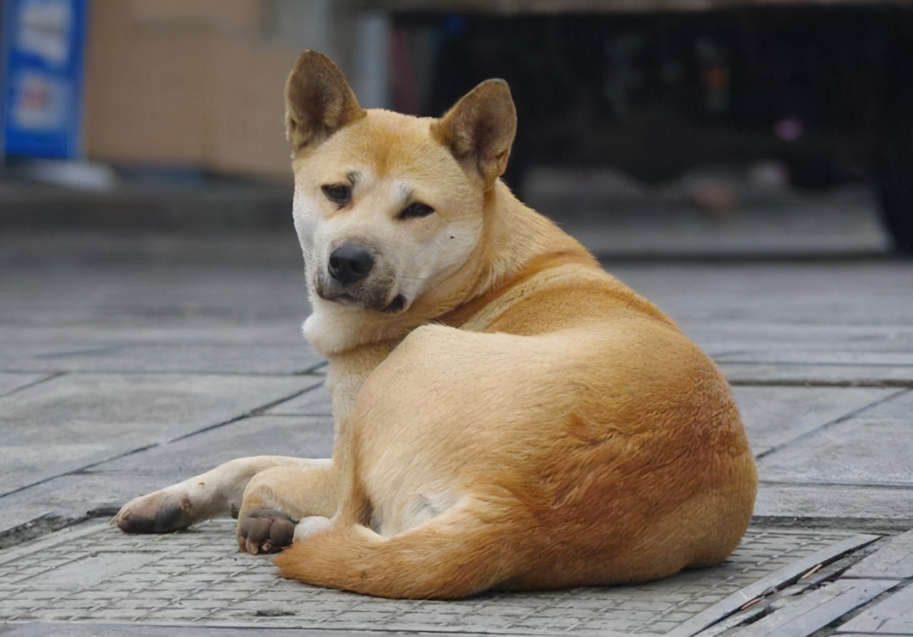 2,"懂事土狗"中华田园犬