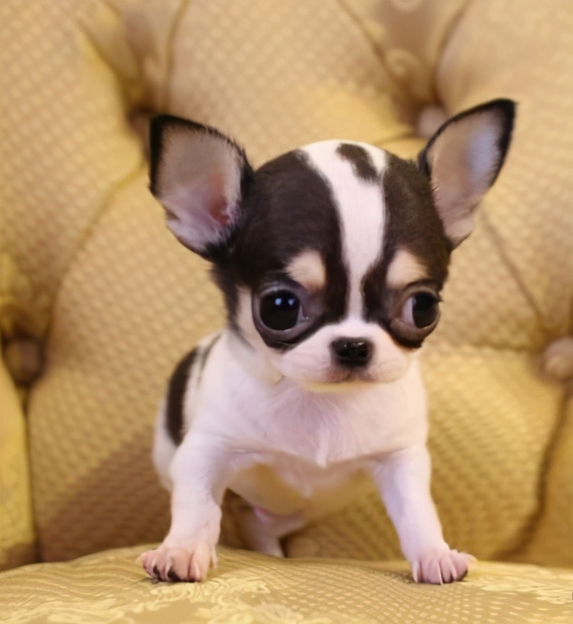 宠物狗品种名字及图片(买狗一时爽)