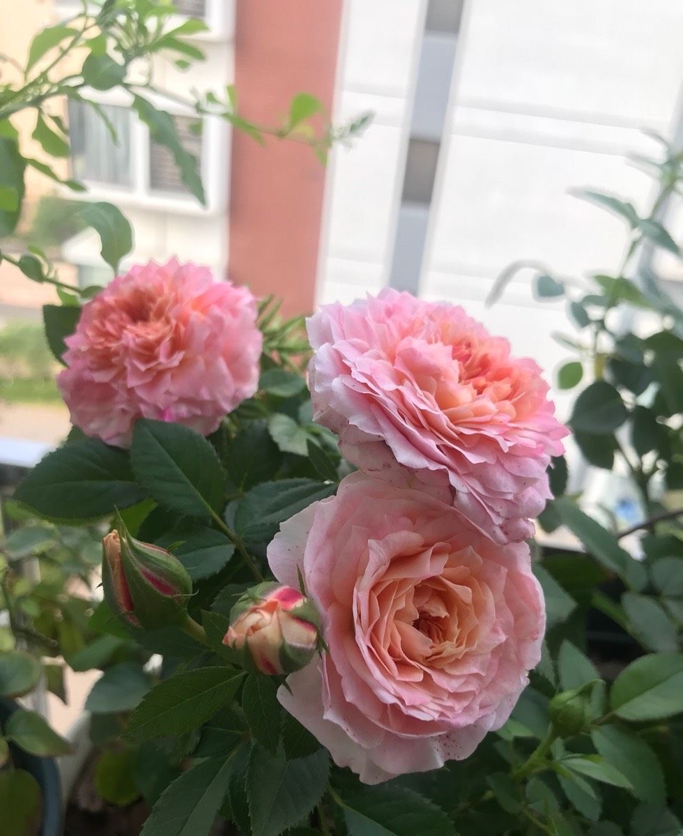 适合阳台养的一种粉色系月季,抗病耐热,个子小花朵大,不停开花