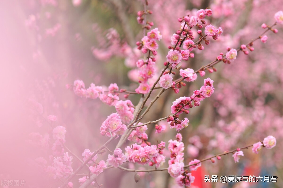 花开倾城，花落依然｜有些句子实在美丽，一字一句，句句入心入情