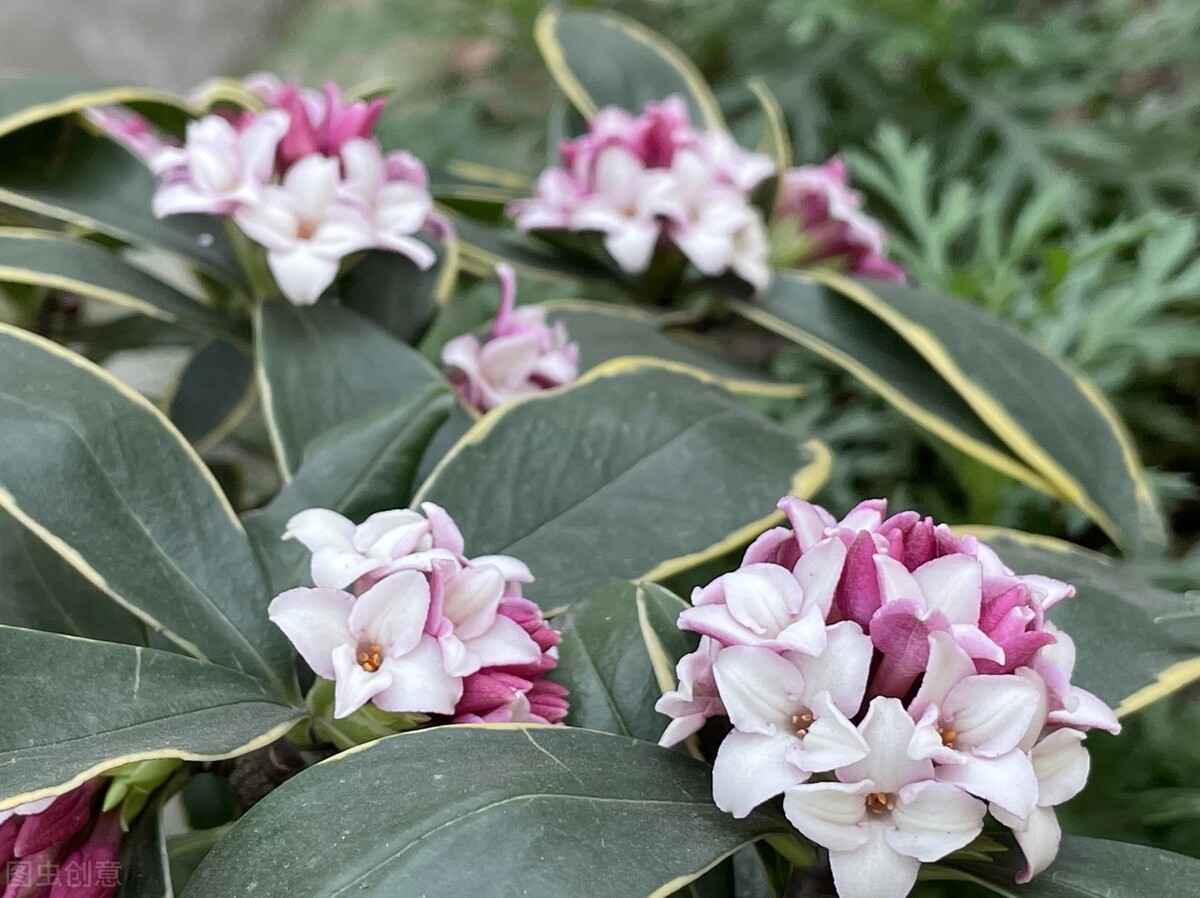 茉莉花耐寒多少度（34种常见花草耐冻极限温度）