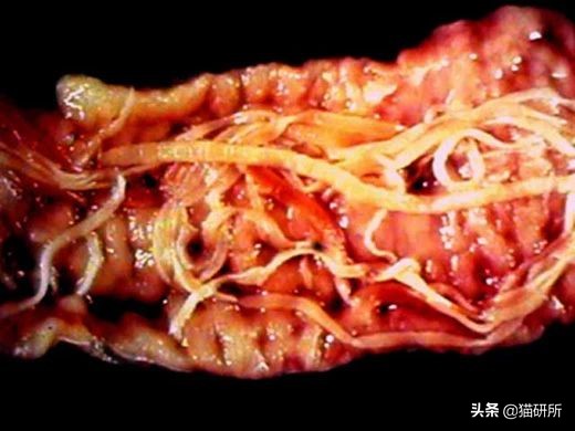 怀疑猫咪有寄生虫，铲屎官如何排查？