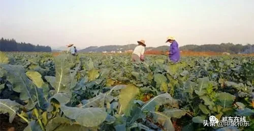 「家乡祁东」白地市记忆