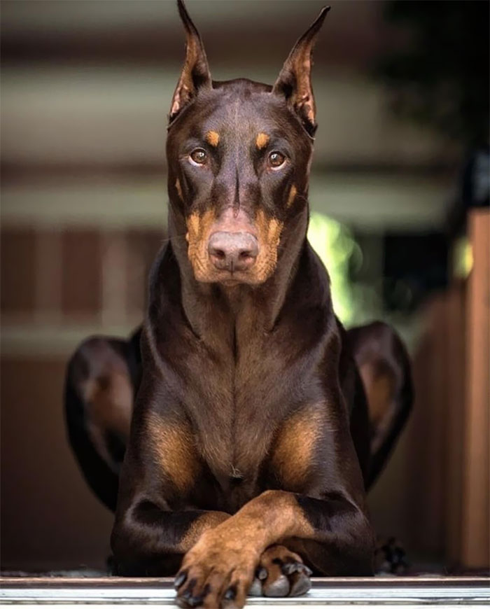世界犬种智商排名榜前 30 名的聪明狗狗