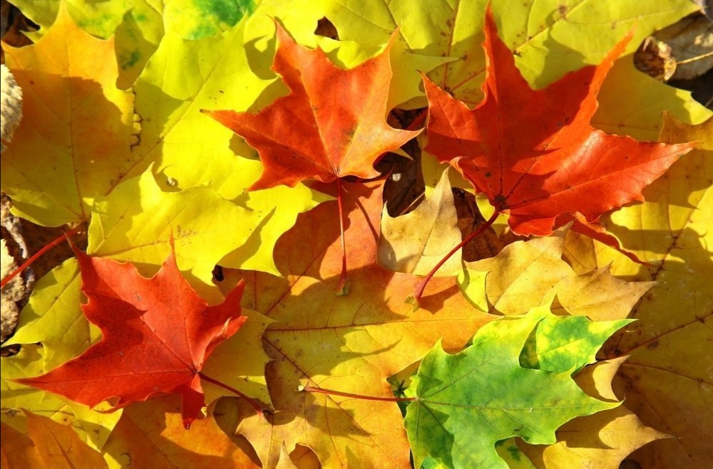 决赛特等奖作文《梧桐》,特级教师:以物拟人,空灵,有韵味